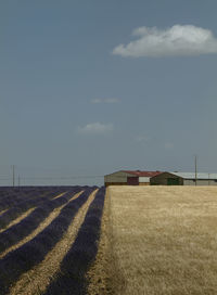 Lavender and wheat fields with factory buildings against sky. brihuega, spain