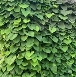 Full frame shot of green leaves