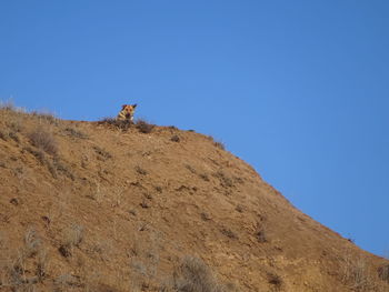 Low angle view of horse on mountain against clear blue sky