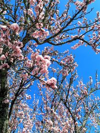 Low angle view of cherry blossoms against blue sky