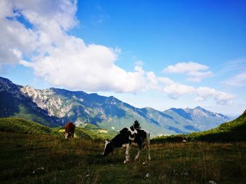 Cows grazing on field against sky