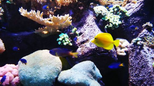 Close-up of fish underwater