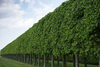 Plants growing on land against sky