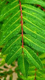 Close-up of fresh green leaves