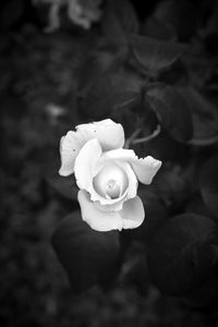 Close-up of rose blooming outdoors