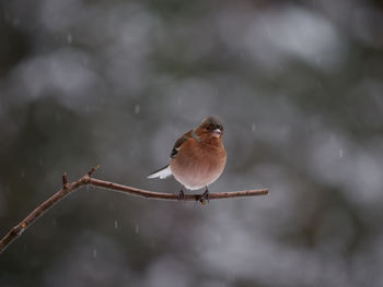 Close-up of bird perching on branch