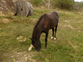 Horse grazing in a field