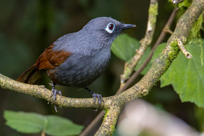 Sunda laughingthrush garrulax palliatus is a species of birds at tropical moist montane forests.