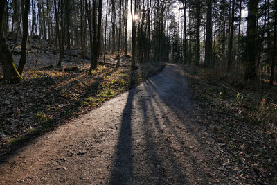 Dirt road along trees in forest