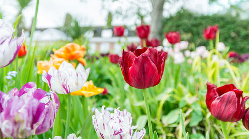 Close-up of red flowers blooming outdoors