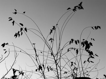 Low angle view of birds flying against clear sky