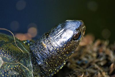 Close-up of turtle head 