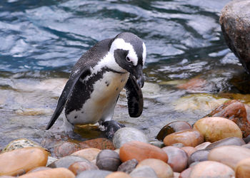 Close-up of penguin on pebbles in lake