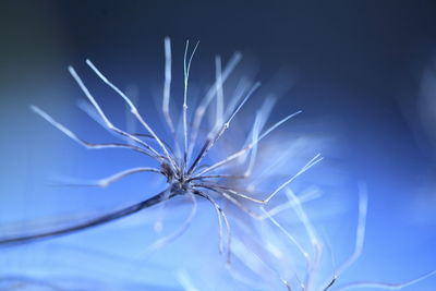 Close-up of blue flower