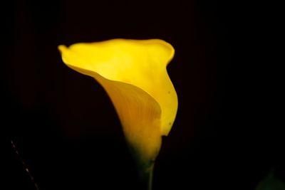 Close-up of flower over black background