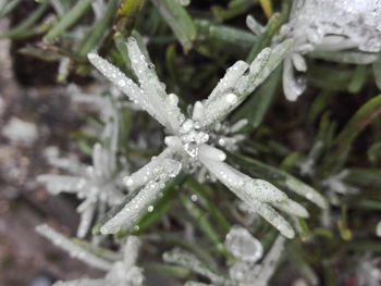 Close-up of wet plant during winter