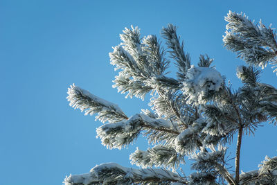 Hoarfrost and snow on coniferous tree branches against blue sky background, december winter view