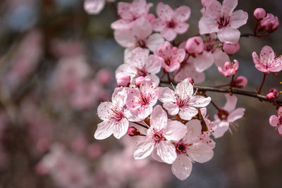 Close-up of pink cherry blossoms in spring