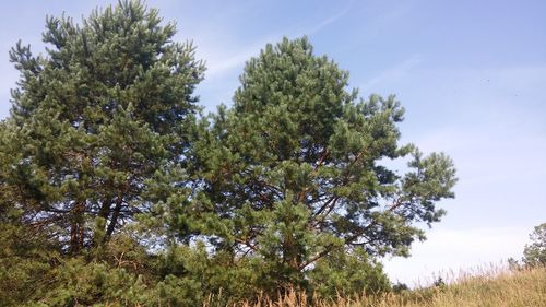 Low angle view of trees on field against sky