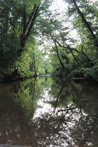 Reflection of trees in lake