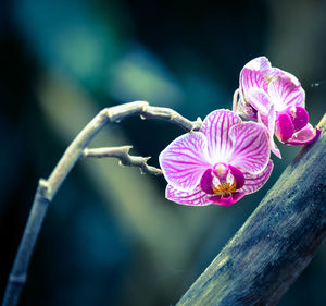 Close-up of pink flowers