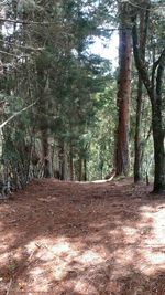 Trees in forest