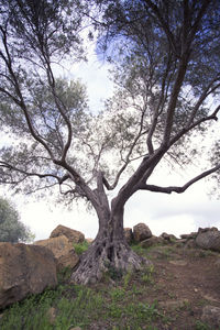 Tree on field against sky