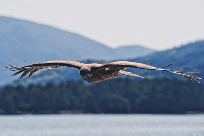 Close-up of seagull flying against the sky