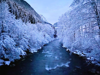 Snow covered plants by trees against sky