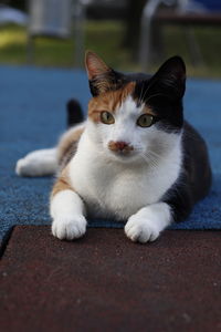 Close-up portrait of a cat