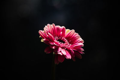 Close-up of red flower