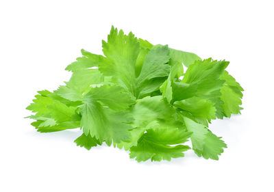 High angle view of green leaves against white background