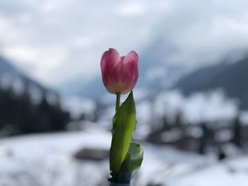 Close-up of tulip blooming against sky