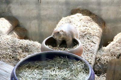 High angle view of sheep in cage