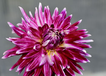 Close-up of pink flower