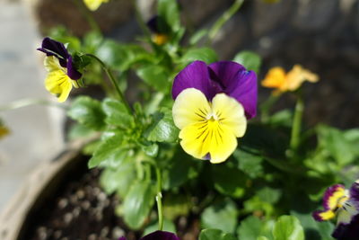 Close-up of purple flowering plant