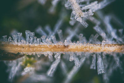 Close-up of frozen plants