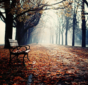 View of an empty bench at park