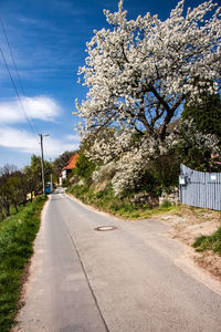 View of cherry blossom from tree