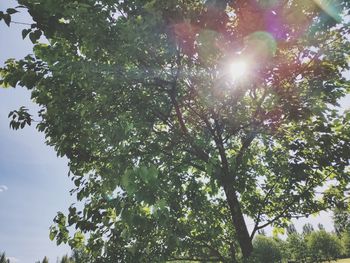 Low angle view of sunlight streaming through tree