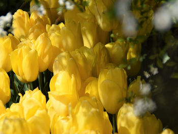 Close-up of yellow flowering plants