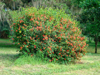 Red flowering plants on field