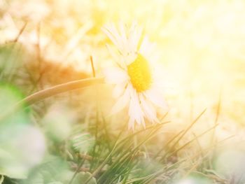 Close-up of dandelion flower