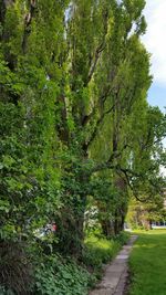 Footpath amidst trees