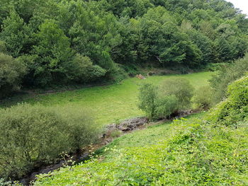 Scenic view of green landscape