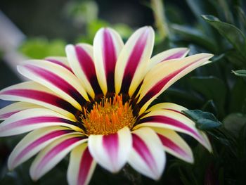 Extreme close up of pink flower