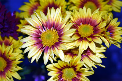 Close-up of yellow flowering plant