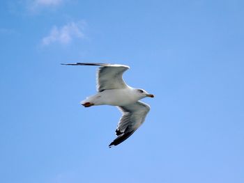 Low angle view of seagulls flying against blue sky