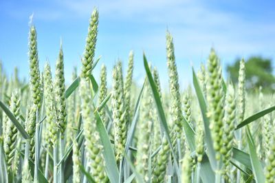 Close-up of wheat growing on field against sky