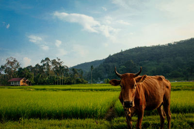 Cow in the countryside againt sky